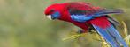 Gezocht: koppel wildkleur pennant rosella's, Plusieurs animaux, Perruche, Bagué