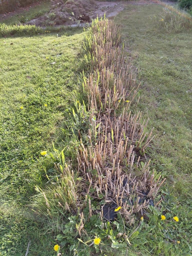 7 grosses mottes miscanthus Gigantheus-Haie brise vue immedi, Jardin & Terrasse, Été