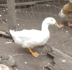 Eend van vorst woerd, Dieren en Toebehoren, Pluimvee, Mannelijk, Eend