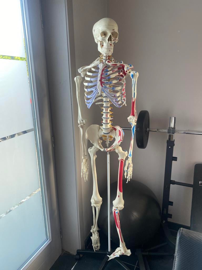 Levensgroot model, Divers, Enlèvement, Neuf