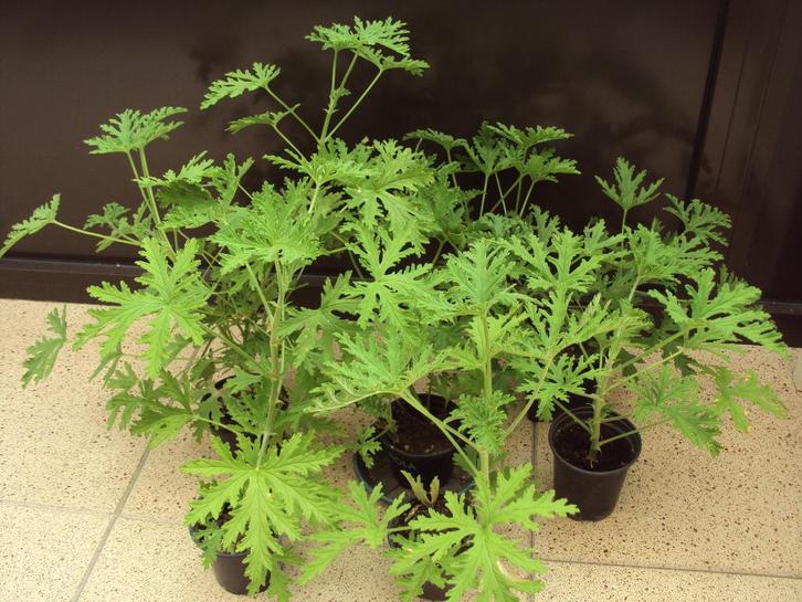 Citroengeraniums / 15-tal goed gewortelde scheutjes, Jardin & Terrasse, Plantes | Jardin, Enlèvement