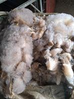 Wol van voskoppen, Januari