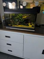 Doe een bod, Enlèvement, Utilisé, Aquarium d'eau douce rempli