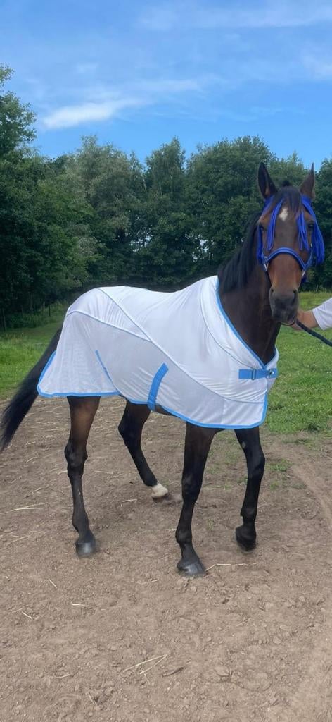 Zeer braave draver 1000% vertrouw baar, Met stamboom, Ruin, Zadelmak, Tuigpaard