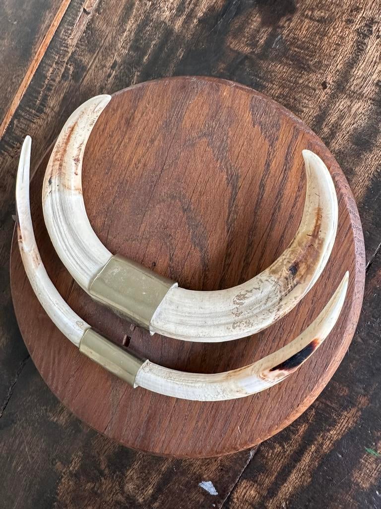 Worthog jachttrofee 1950 privé collectie Antropoloog, Verzenden