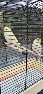 Grasparkieten mozaïek, Dieren en Toebehoren, Vogels | Kanaries