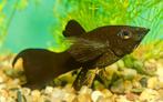 Black. Mollies, Dieren en Toebehoren, Vissen | Aquariumvissen, Zoetwatervis