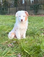 Prachtige australische herder teefjes, België, 8 tot 15 weken, Meerdere, Meerdere dieren