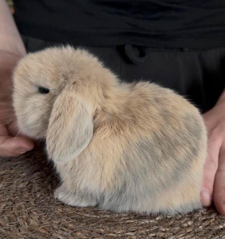 Minilop nestjes, Dieren en Toebehoren, Knaagdieren, Februari, Tam