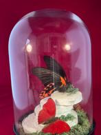 Vlinders in een glazen stolp/globe, Verzamelen, Dierenverzamelingen, Ophalen, Zo goed als nieuw, Insect