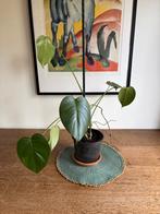 Monstera Deliciosa, gatenplant, small, echte plant, Huis en Inrichting, Kamerplanten, Ophalen, Overige soorten, Halfschaduw, Minder dan 100 cm