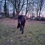 𝒎𝒊𝒏𝒊-𝒑𝒂𝒂𝒓𝒅𝒋𝒆, Dieren en Toebehoren, Ophalen