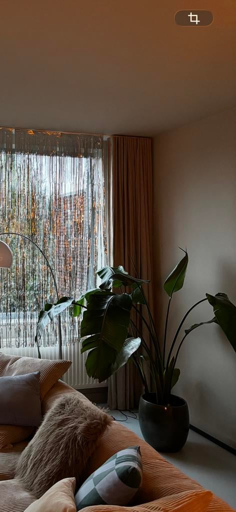 Strelitzia plant, Maison & Meubles, Plantes d'intérieur, Plante verte, Enlèvement, Autres espèces