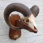 Schedel MOEFLON RAM op houten schild - Ardennen (ref. M), Ophalen of Verzenden, Gebruikt, Wild dier, Gewei of Kop