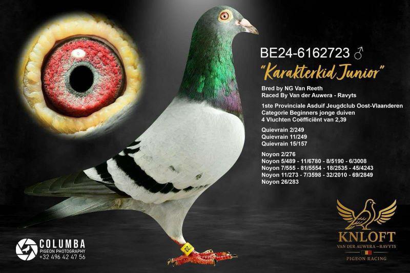 Jeunes Karakterkid Junior, Animaux & Accessoires, Plusieurs animaux, Pigeon voyageur