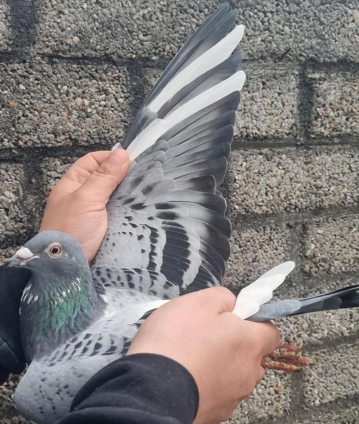 « Pigeon de course POKERFACE » /"SKY FIGHTER », Animaux & Accessoires, Oiseaux | Pigeons, Pigeon voyageur, Femelle