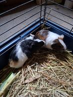 mannelijke cavia’s (eigen kweek), regio Asse, 0486377350, Février, Mâle, Cobaye