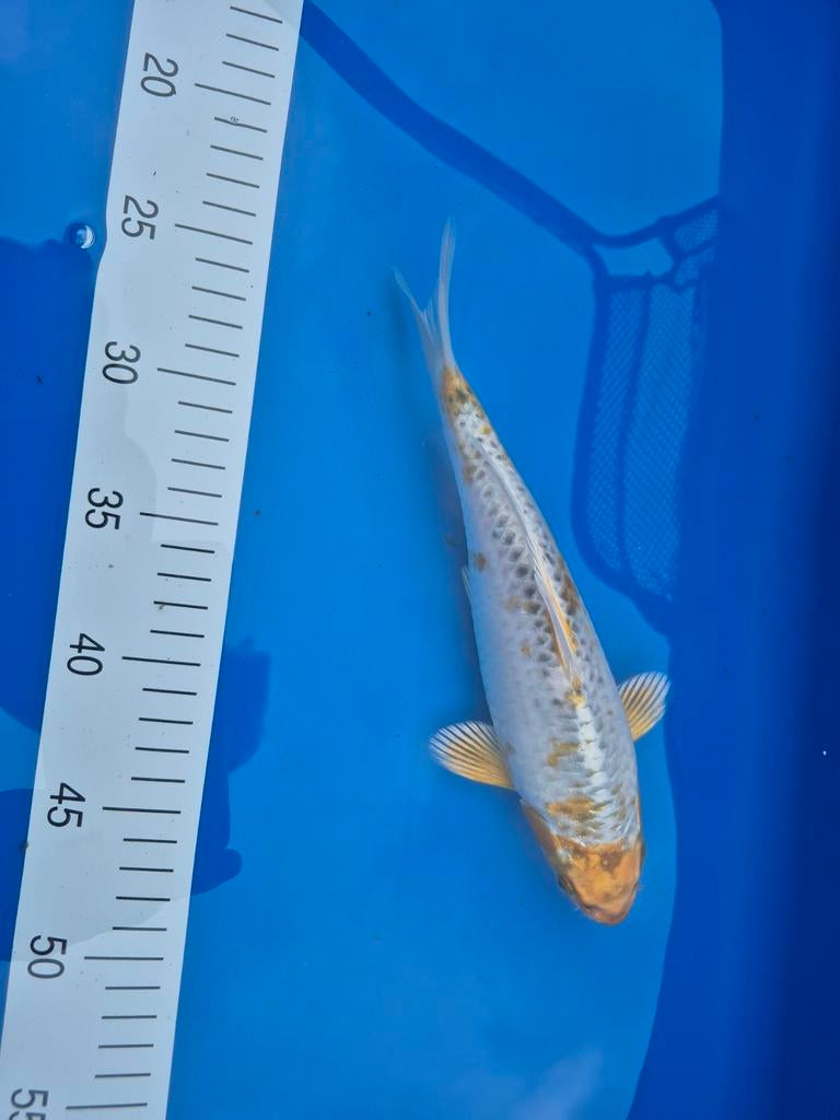 Japanse koi doitsu hariwake, Dieren en Toebehoren, Vissen | Vijvervissen