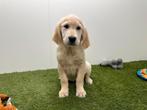 Golden Retriever pups, Dieren en Toebehoren, België, 8 tot 15 weken, Parvo, Meerdere