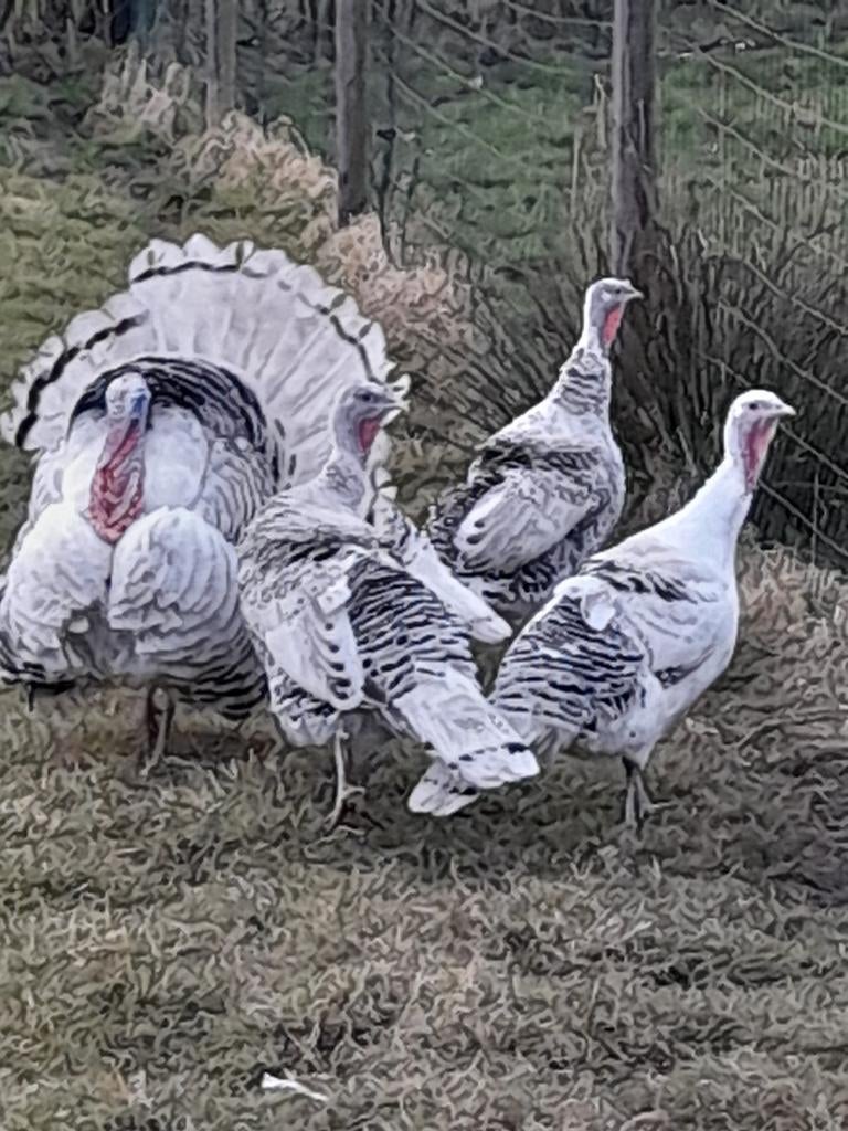 Ronquiere kalkoen broedeieren, Dinde