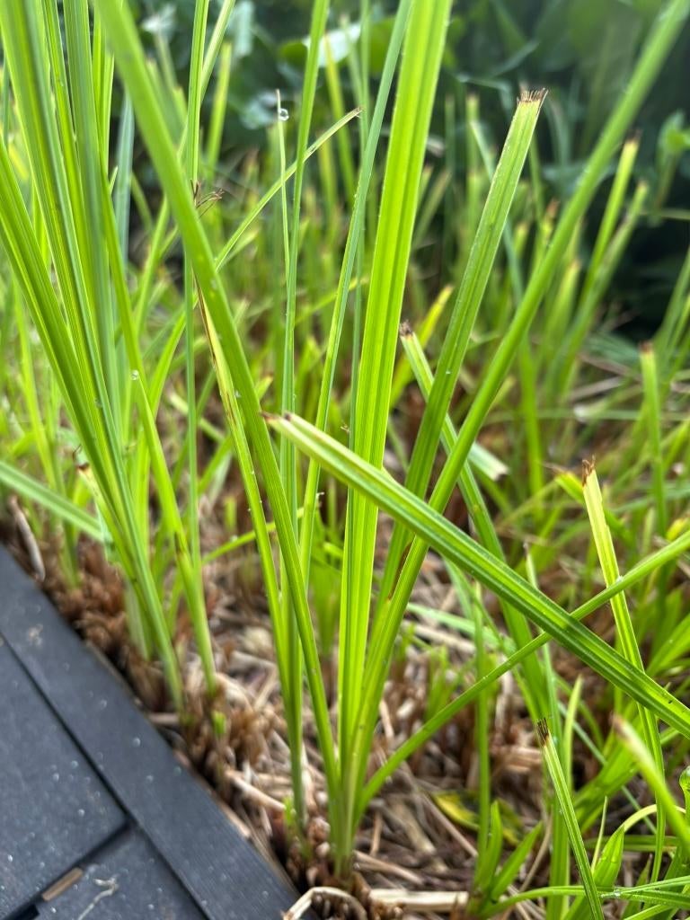 Gele lis en riet, ideaal voor plantenzone zwemvijver, Ophalen, Volle zon, Vaste plant, Vijverplanten