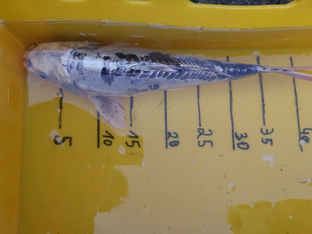 Koï à vendre, Animaux & Accessoires, Poissons | Poissons d'étang