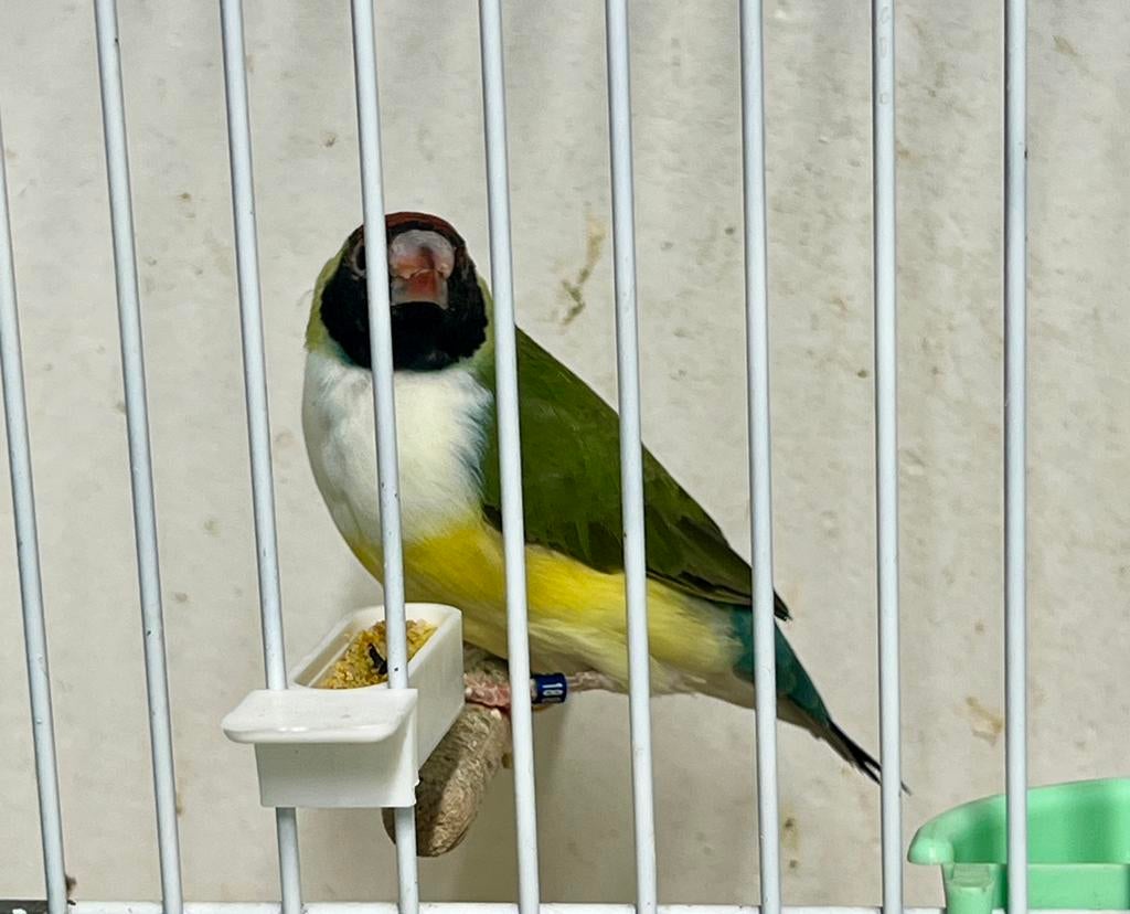 1-1 groen ork/pb man en popje zw.rk.wb, Dieren en Toebehoren, Vogels | Overige Vogels