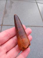fossiele Spinosaurus tand dinosaurus fossiel, Verzamelen, Mineralen en Fossielen, Ophalen of Verzenden, Fossiel