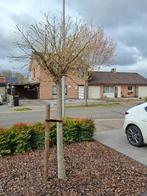 Boom: Liquidambar 'Gumball', Tuin en Terras, Ophalen