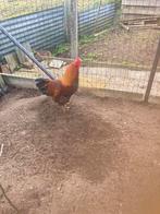 Brahma goudpatrijs haan, Mâle, Poule ou poulet