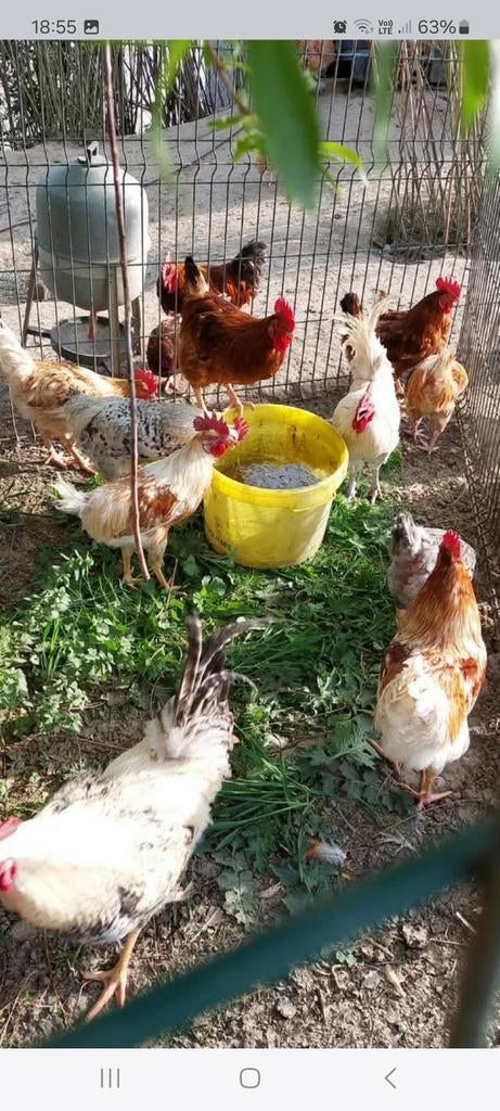 Jeune coq de 1 ans, Animaux & Accessoires