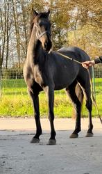 Knappe einde maat C ruin, Dieren en Toebehoren, Pony's, Ruin, Springpony, Zadelmak, C pony (1.27m tot 1.37m)