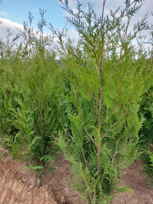 Conifeer/spar: thuja atrovirens (grote haagplanten), Tuin en Terras, Planten | Struiken en Hagen, Haag, Conifeer, 100 tot 250 cm