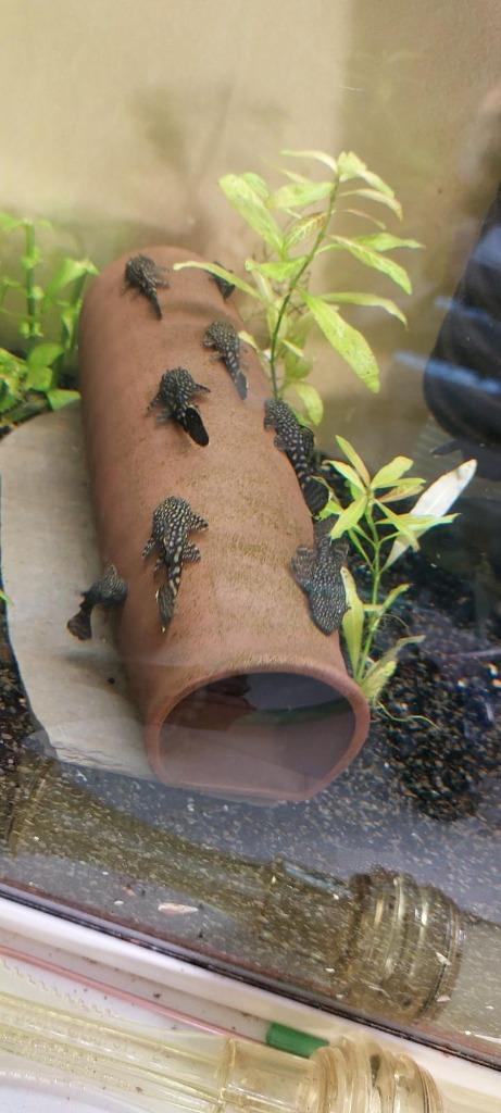 Jonge , bruine ancistrus - ruitenkuiser, Dieren en Toebehoren, Vissen | Aquariumvissen, Zoetwatervis, Vis