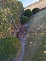 buxus, Tuin en Terras, Ophalen, Buxus