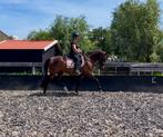 Knappe 9 jarige merrie!, Dieren en Toebehoren, Paarden, Niet van toepassing, 7 tot 10 jaar, 160 tot 165 cm, Merrie