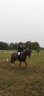 Ruiter zoekt paard, Dieren en Toebehoren, Meerdere dieren, Zadelmak