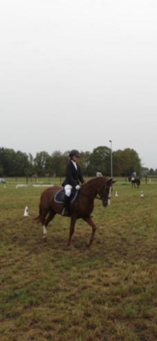Ruiter zoekt paard, Dieren en Toebehoren, Paarden, Meerdere dieren, Zadelmak