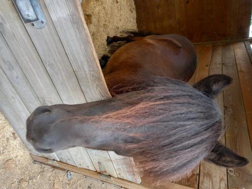 Bloedmooie grote shetland ruin, Dieren en Toebehoren, Pony's, Ruin, A pony (tot 1.17m), 3 tot 6 jaar, Met stamboom, Gechipt, Ontwormd