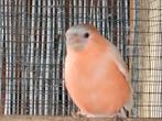 Goudvinken, Dieren en Toebehoren, Meerdere dieren, Wildzangvogel, Geringd