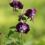 5 graines de Geranium phaeum violet foncé à presque noir, Jardin & Terrasse, Graine, Printemps, Envoi