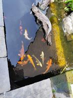 Koi vissen, Dieren en Toebehoren, Vissen | Vijvervissen, Karper of Koi