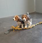 beagle pups, Dieren en Toebehoren, Honden | Beagles, Bassets en Lopende honden, België, Beagle, 8 tot 15 weken, HCC (leverziekte)