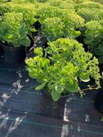 Sedum, Tuin en Terras, Planten | Tuinplanten, Ophalen