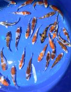 Sakazume Tosai, disponible à un prix très abordable., Animaux & Accessoires, Carpe ou Koï