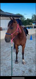 Leuke spaanse merrie, Dieren en Toebehoren, Minder dan 160 cm, B, 11 jaar of ouder, Recreatiepaard