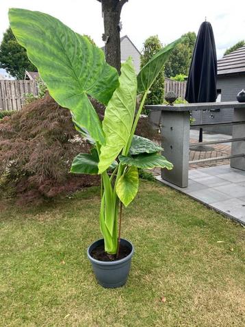 PLANT OLIFANTSOOR beschikbaar voor biedingen