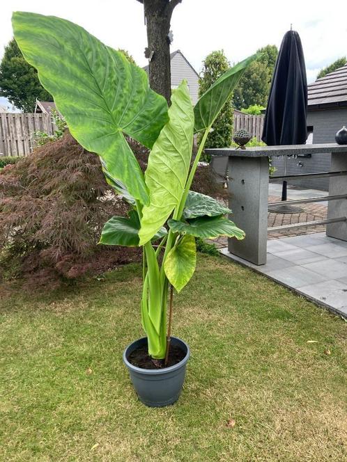 PLANT OLIFANTSOOR, Tuin en Terras, Planten | Tuinplanten, Overige soorten, Volledige schaduw, Zomer, Ophalen of Verzenden