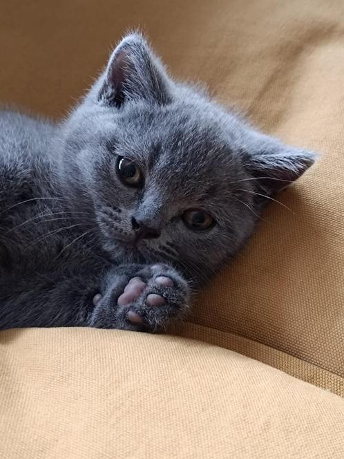 Kitten Britse korthaar, Dieren en Toebehoren, Katten en Kittens | Raskatten | Korthaar, Kater, 0 tot 2 jaar, Gechipt, Ontwormd