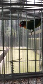 vogels, Dieren en Toebehoren, Vogels | Parkieten en Papegaaien, Dwergpapegaai of Agapornis, Geringd